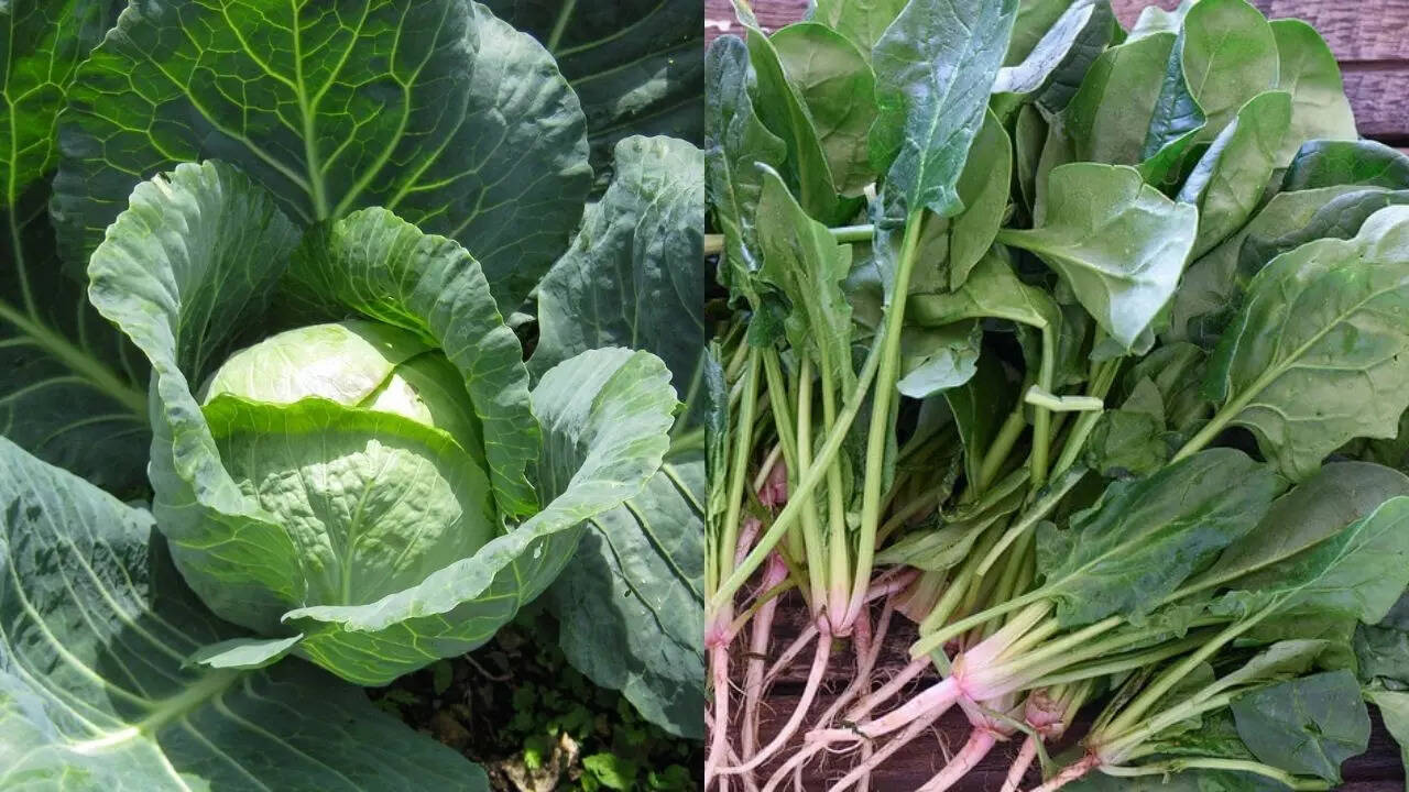 Leafy Greens (Spinach, Lettuce, Cabbage)