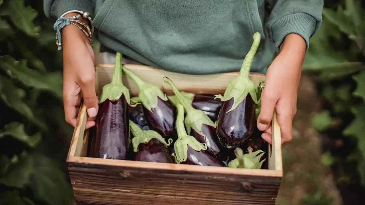 Brinjal