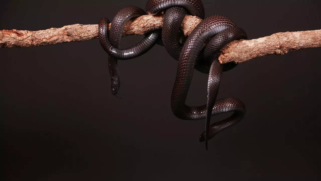 Black Viper