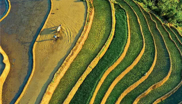 IT’S AT SO MANY LEVELS: Rice, grown in a variety of ways by small farmers, from flat paddies to layered terraces, evolved its own technological development and sparked entrepreneurship —