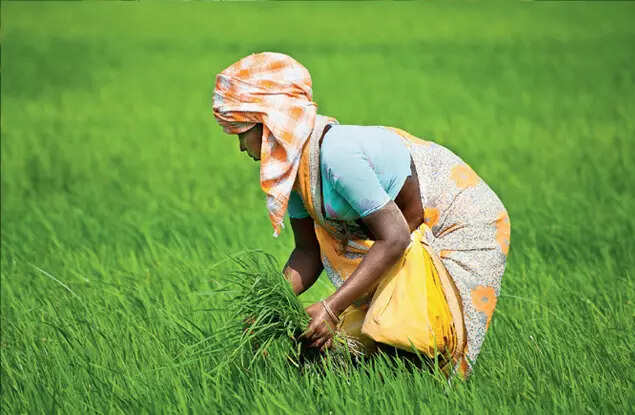 IT’S NOT JUST HIS-STORY: The chronicles of women rice farmers are often wilfully erased