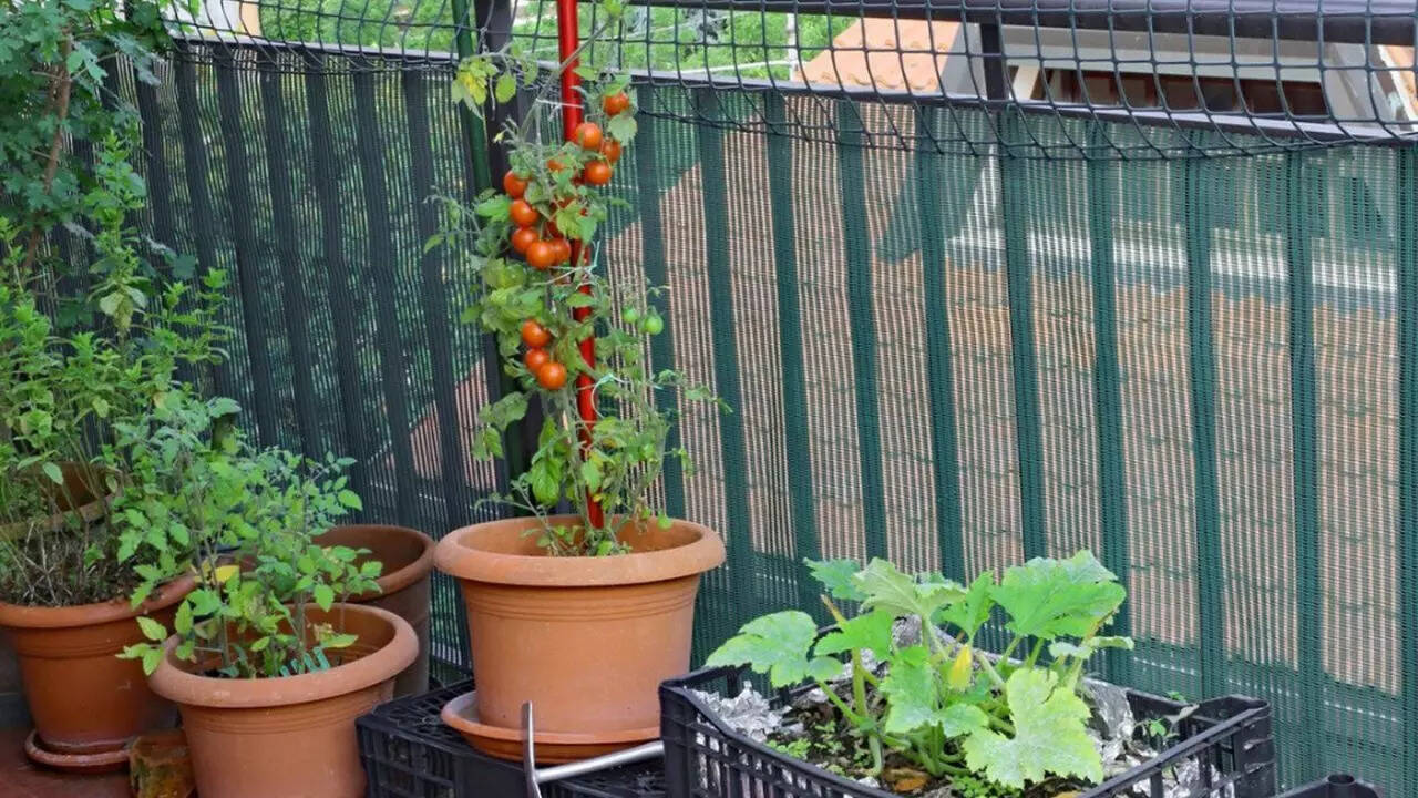 ​​​Support plants to withstand rain and wind