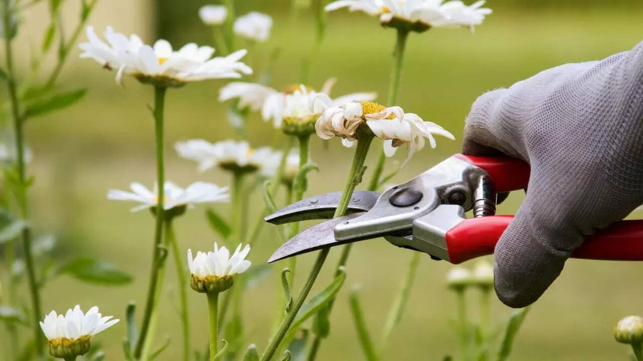 ​​​Prune and space your Plants to improve airflow