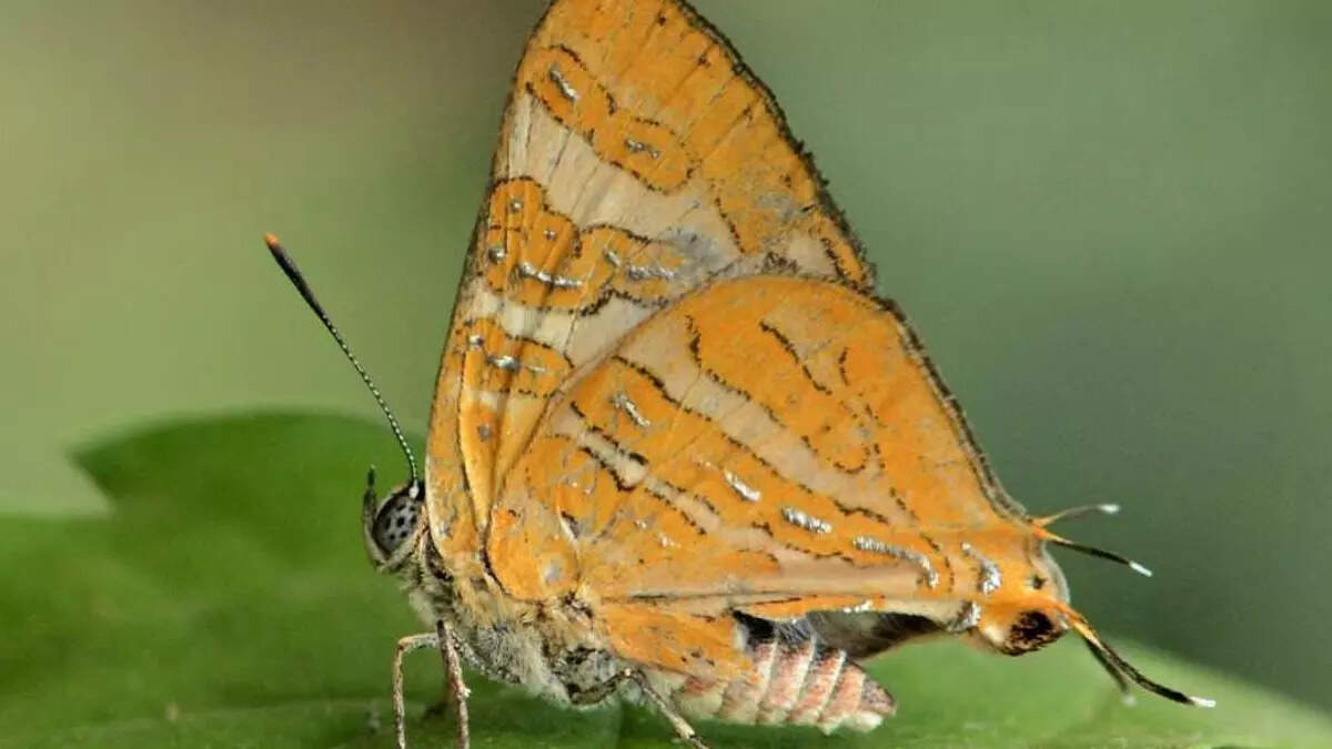 New butterfly species in Kerala: Zographetus Mathewi