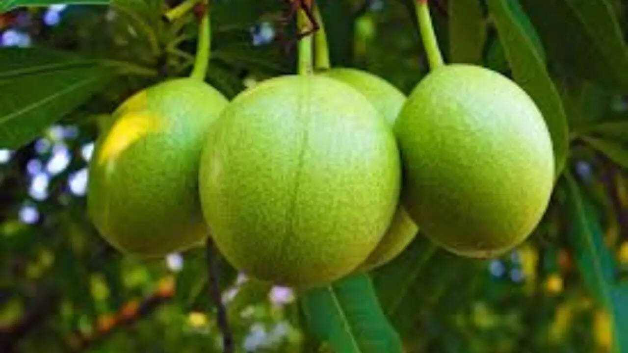 Suicide Tree (Cerbera odollam)