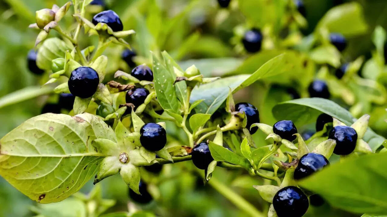Belladonna (Atropa belladonna)