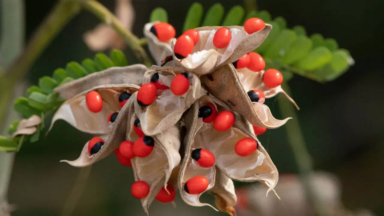 Rosary Pea (Abrus precatorius)
