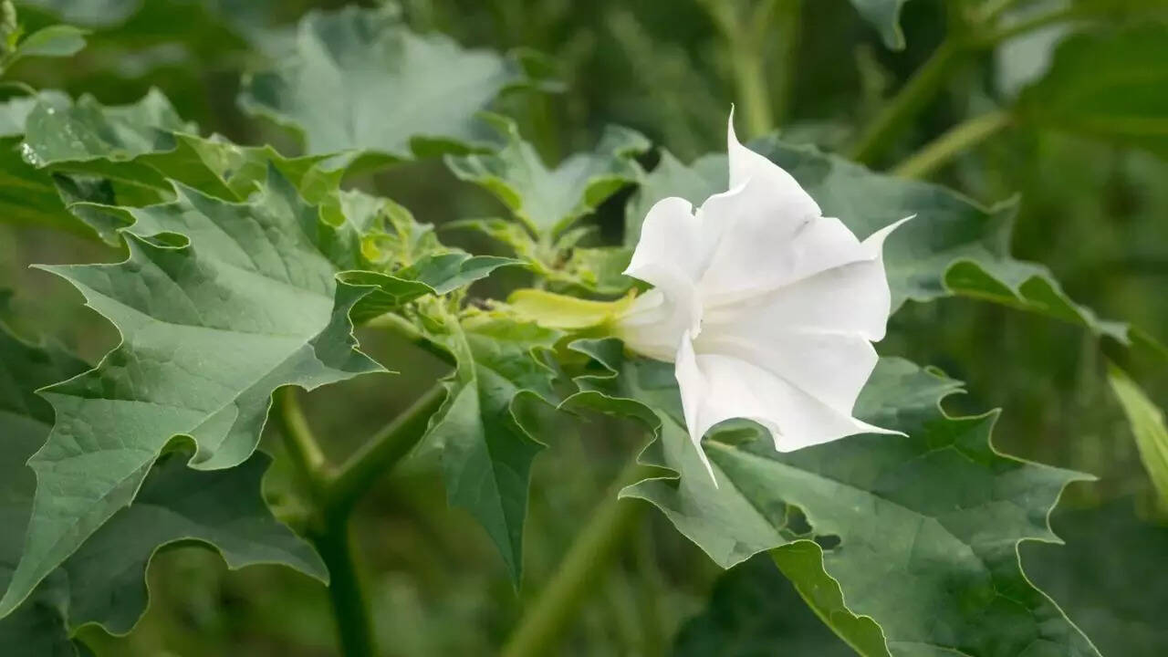 Jimsonweed (Datura stramonium)