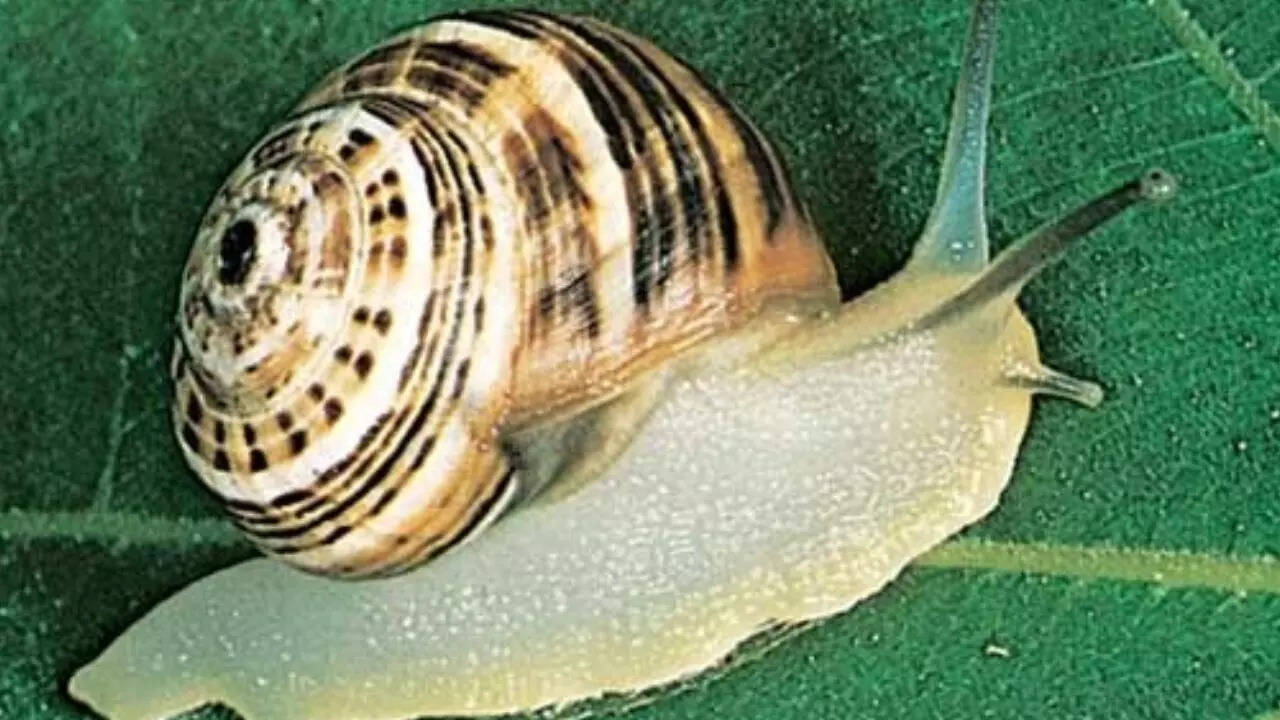 Land snail