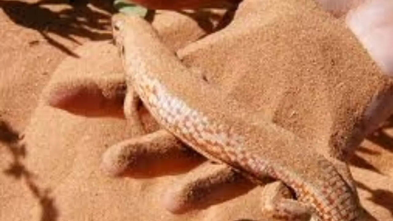 Desert lizard