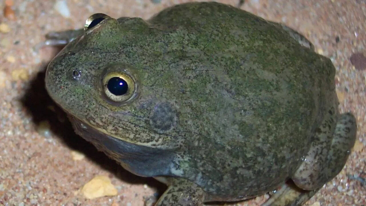Water holding frog