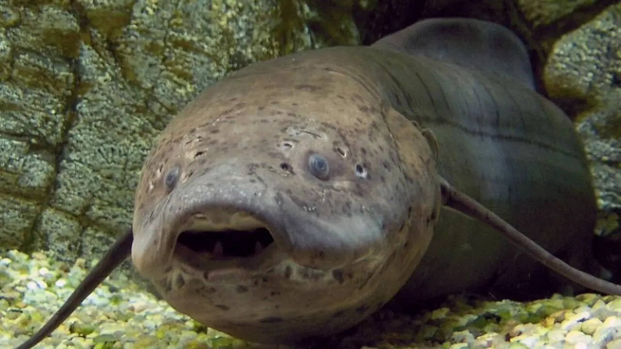 African lungfish