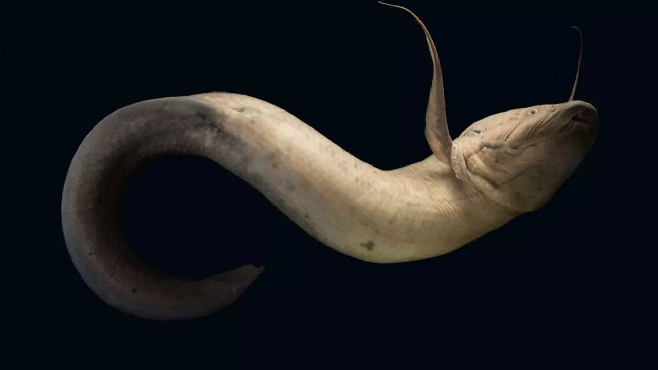 West African lungfish