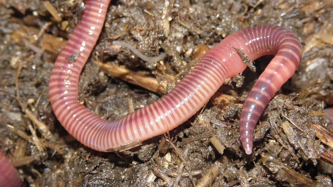 Earthworm