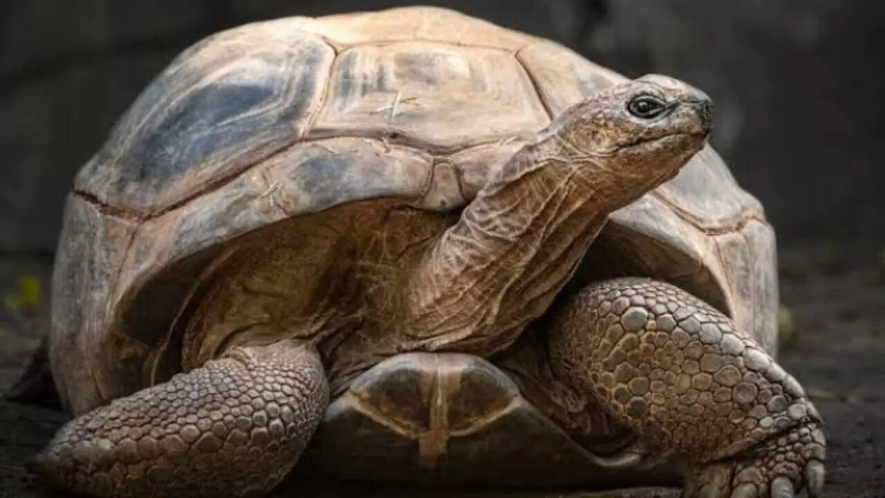 Tortoise