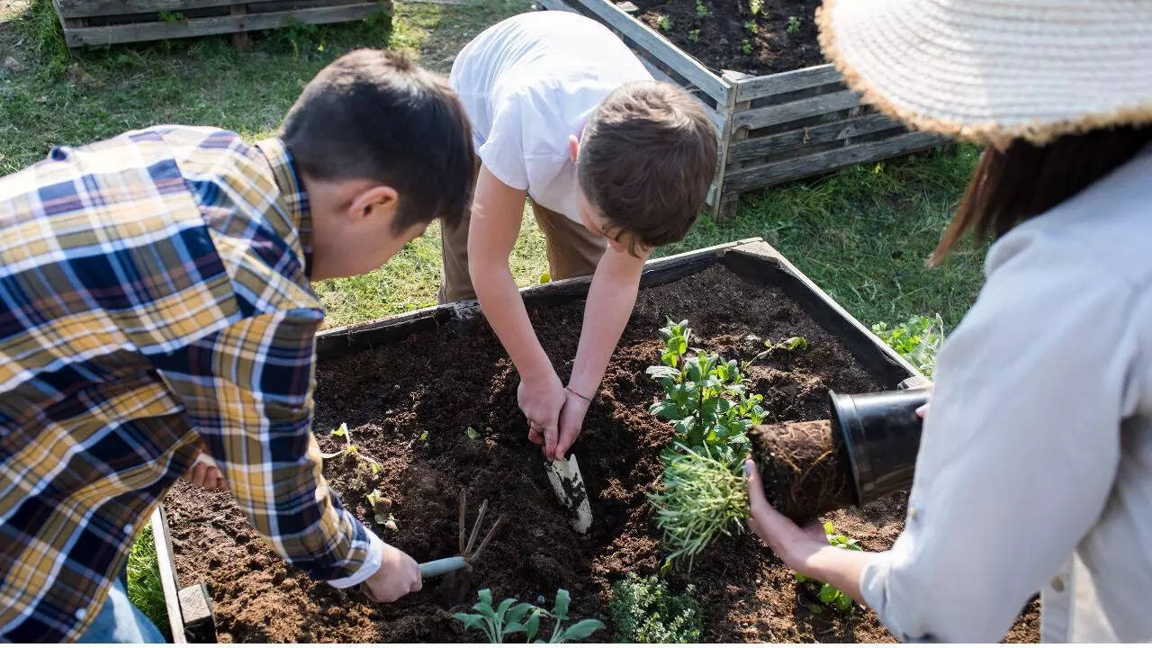 Using apple cider vinegar in garden