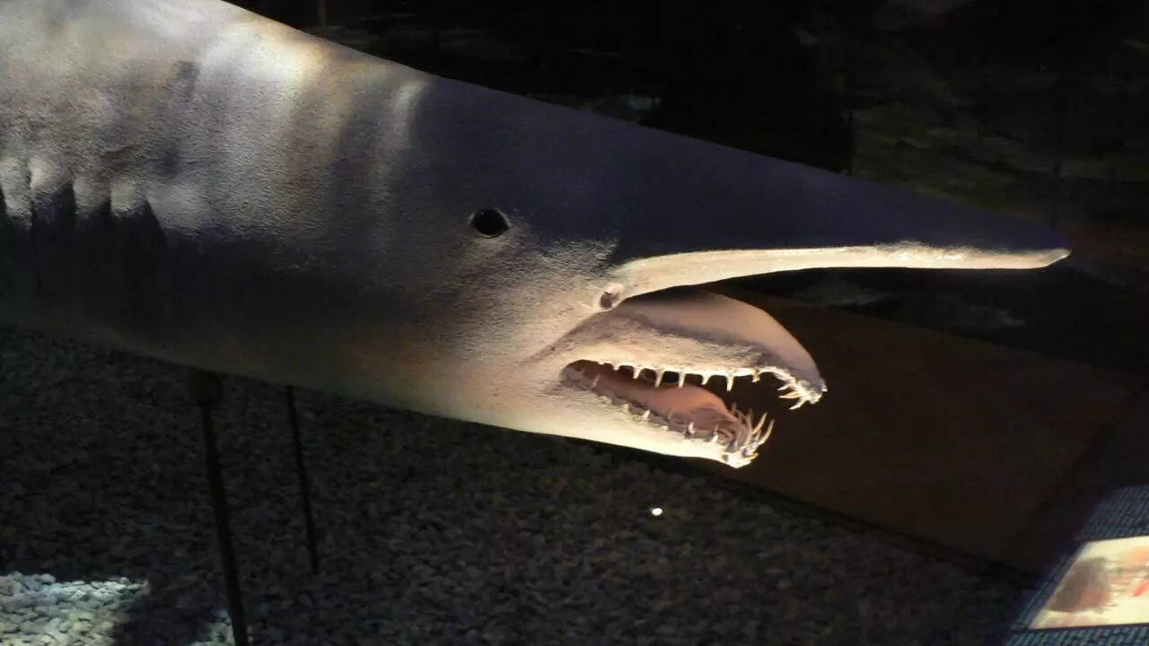 Goblin Shark