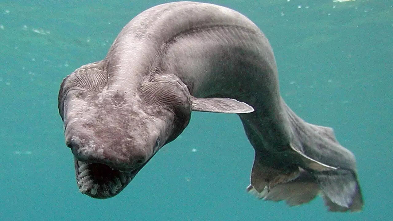 Frilled shark