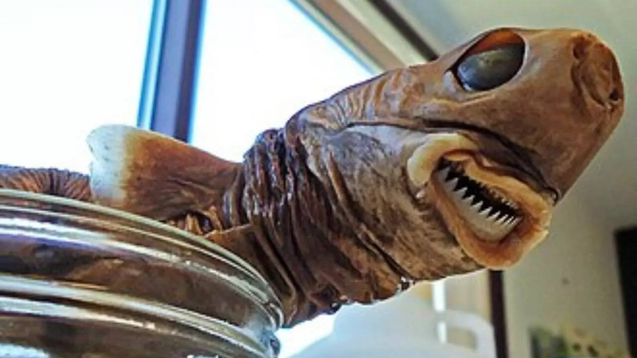 Cookiecutter shark