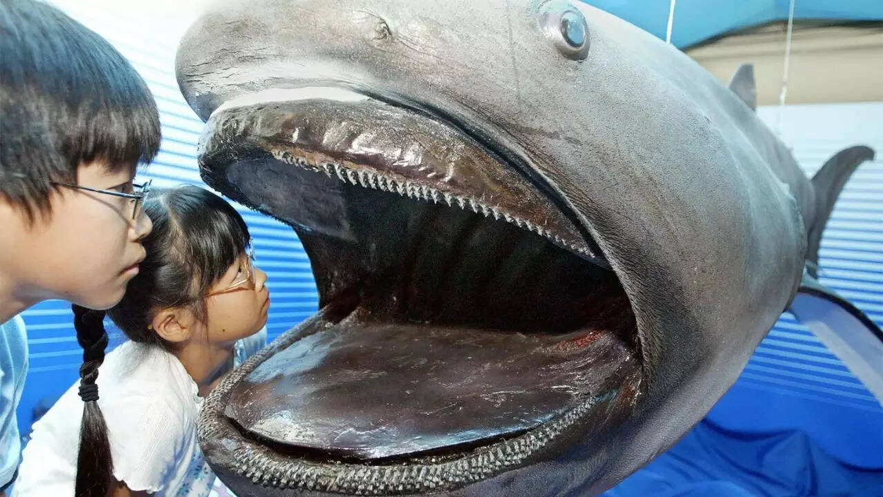 Megamouth shark
