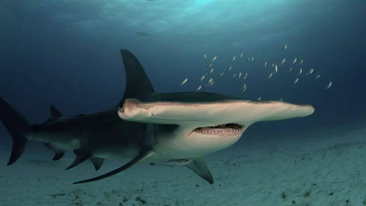 Hammerhead Shark