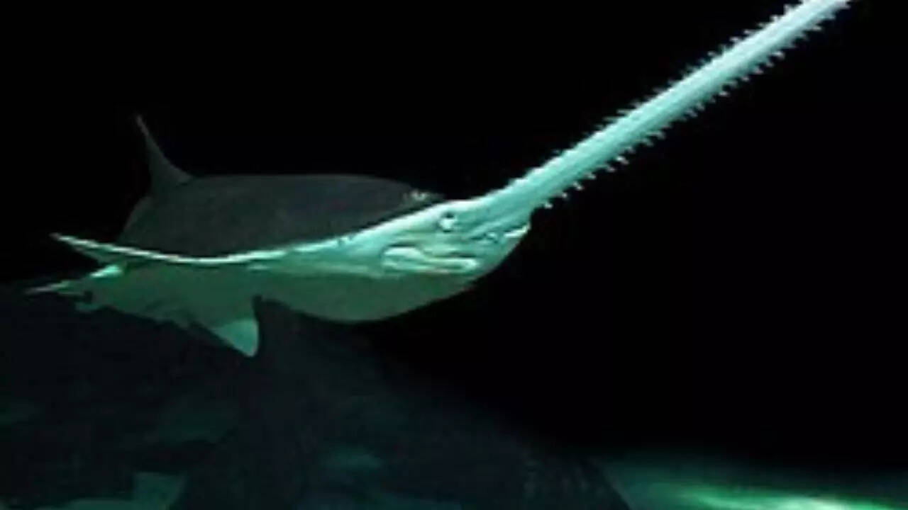 Sawshark