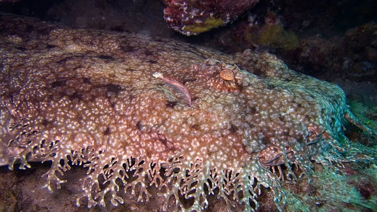 Wobbegong shark