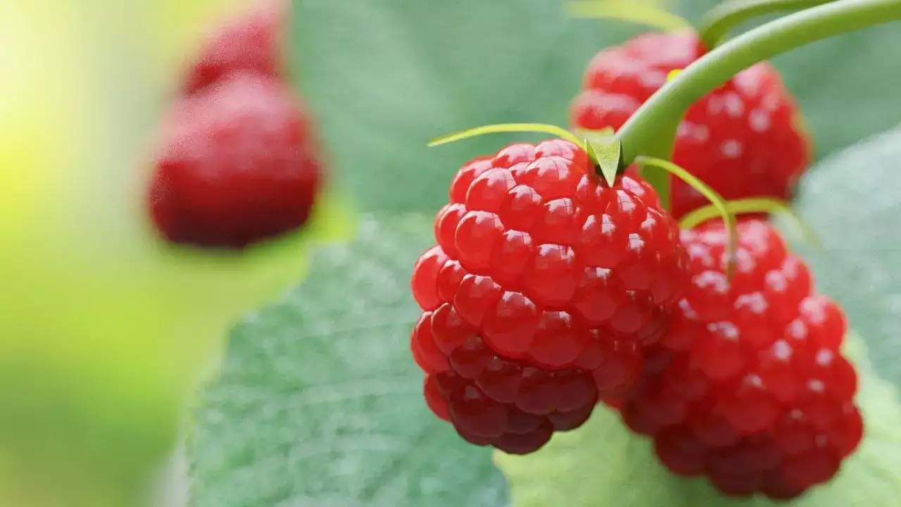 Red raspberries