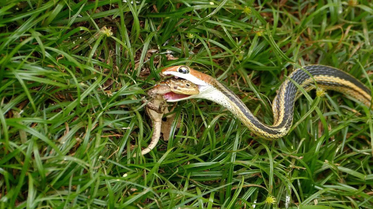 Snakes digestive system