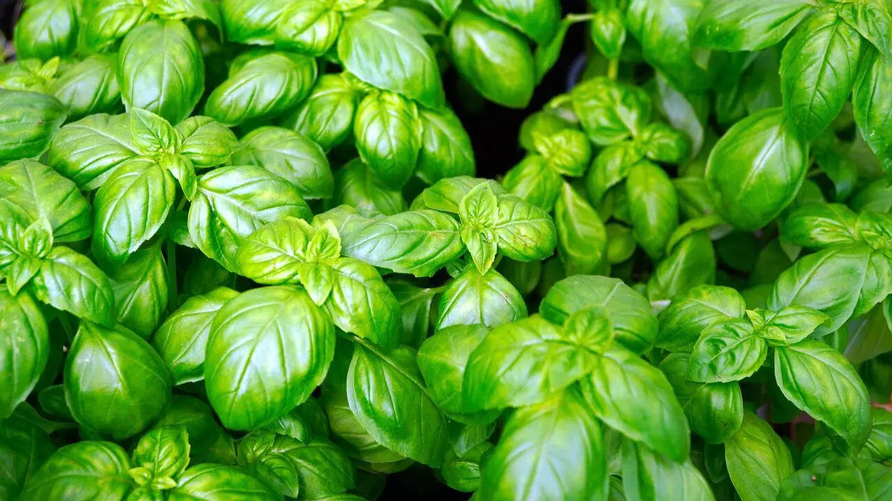 Basil leaves Basil leaves