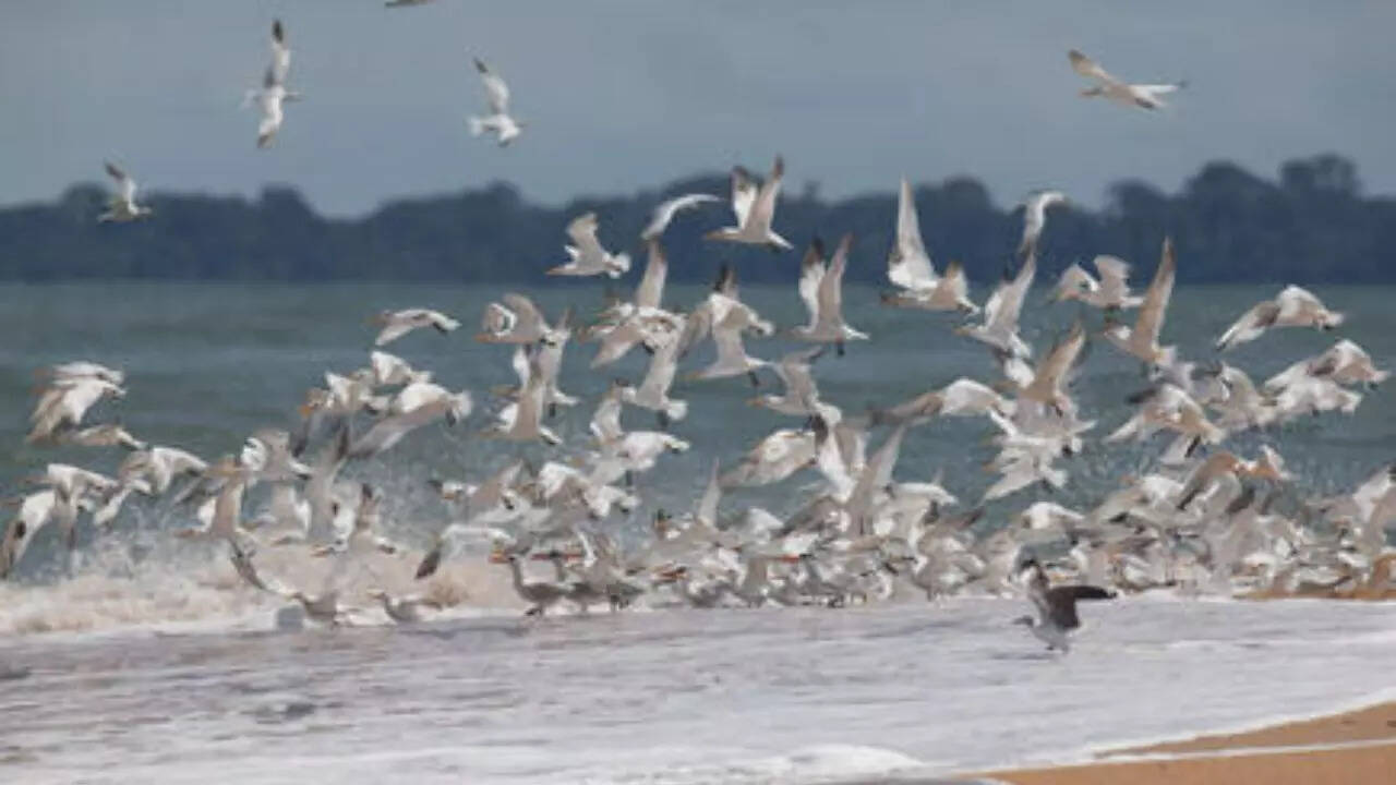 Coastal & Marine Ecosystems of Bijagós (Guinea‑Bissau)