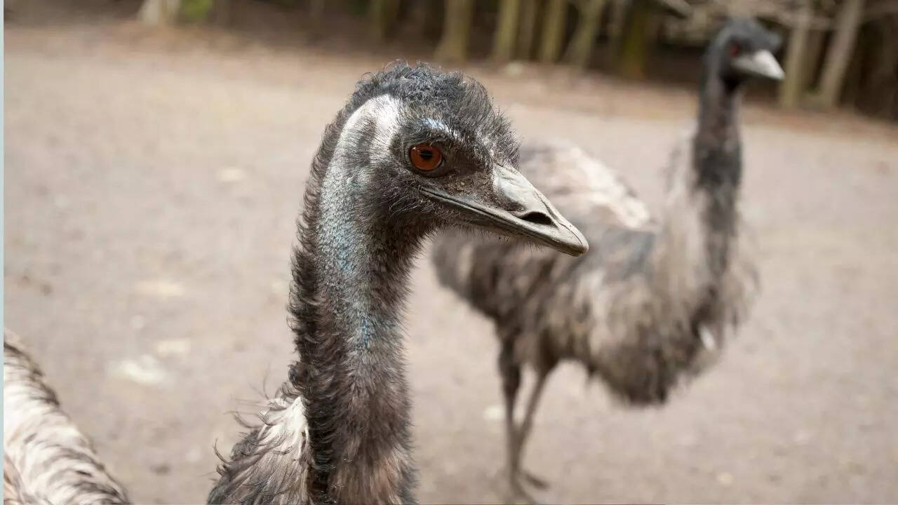 Emu