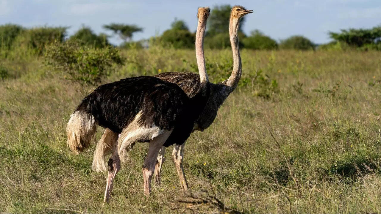 Flightless birds -  Ostrich