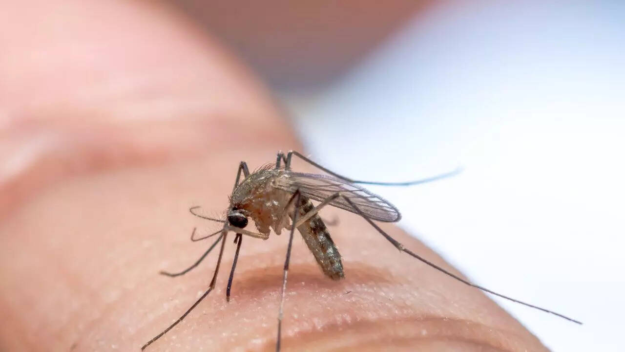 Prevent mosquito breeding