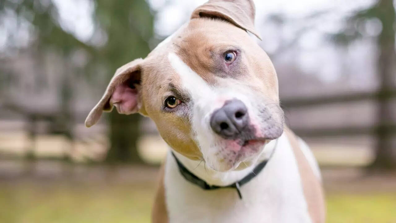 Pit Bull Terrier