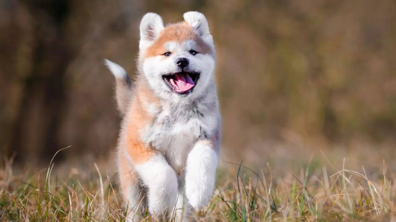 Akita Inu