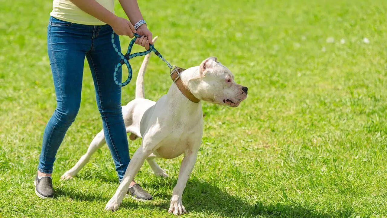 Dogo Argentino
