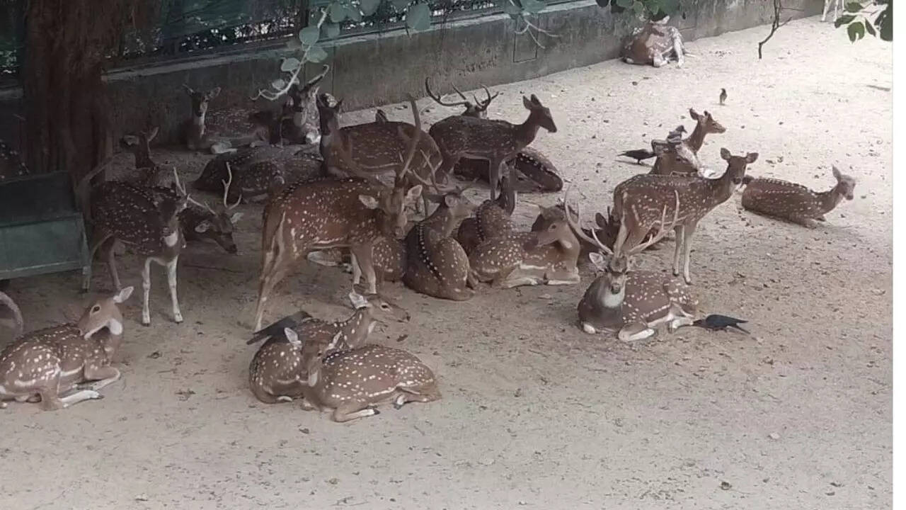 Deer Park