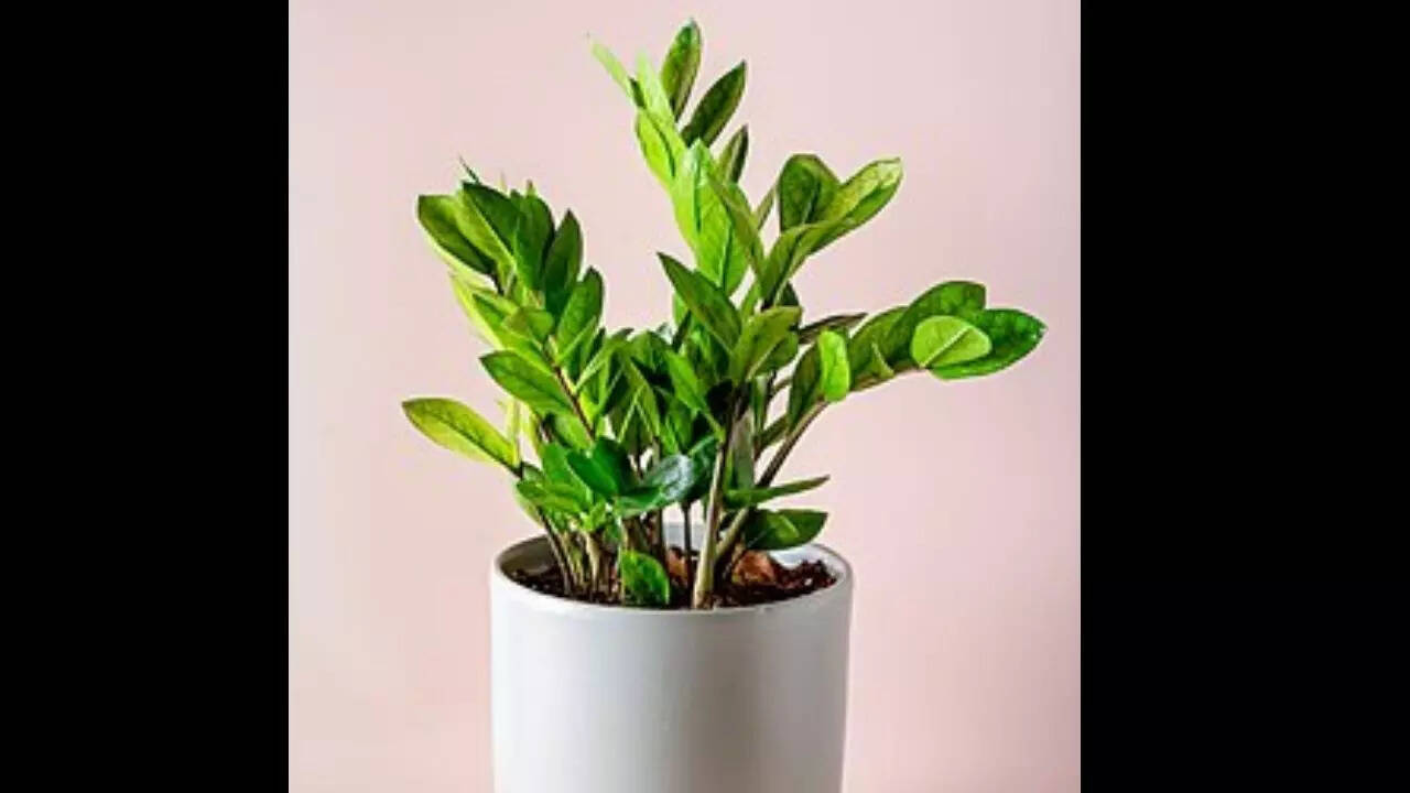 Zamioculas Plant