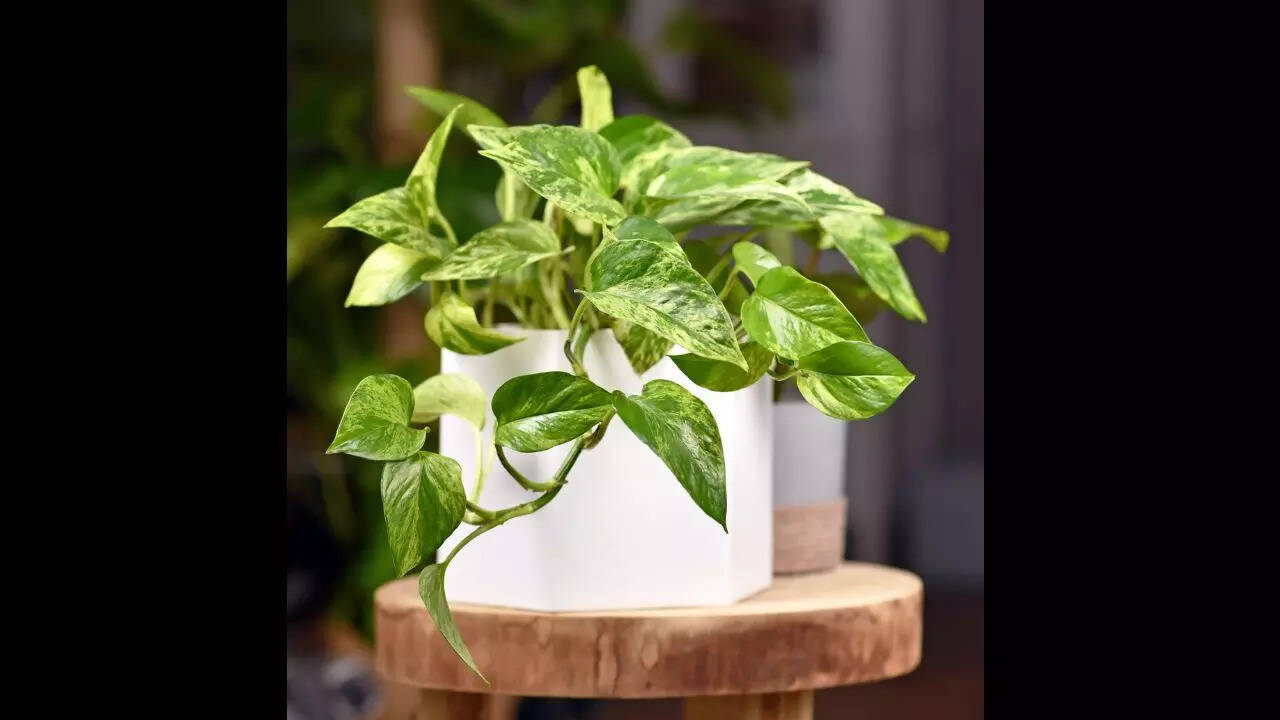 Pothos