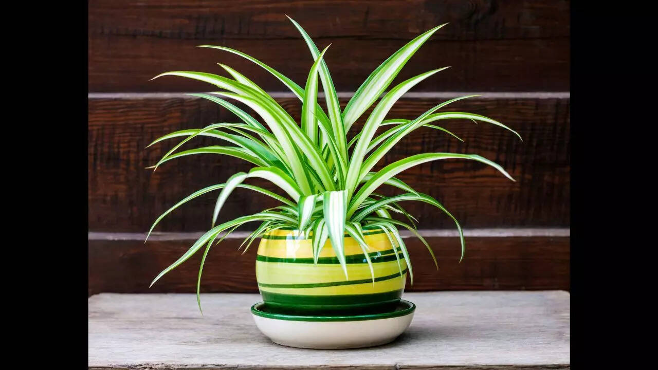 Spider plant