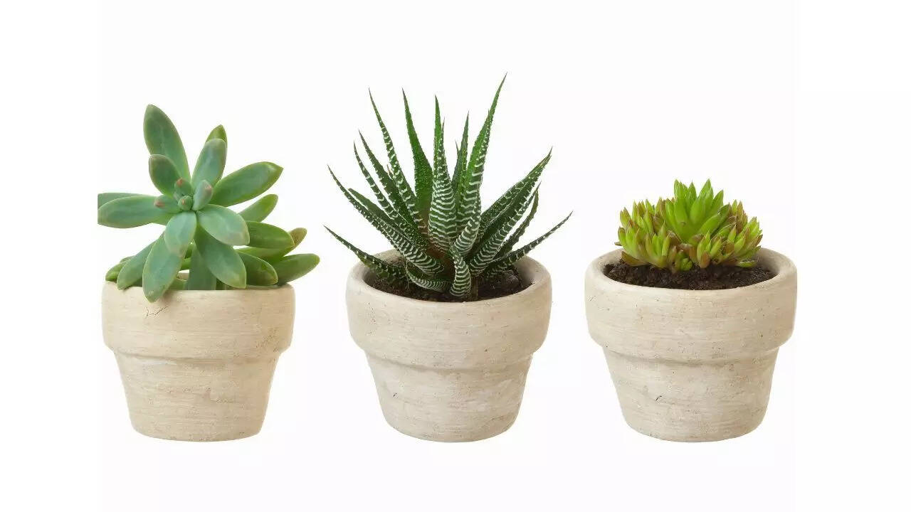 Succulents