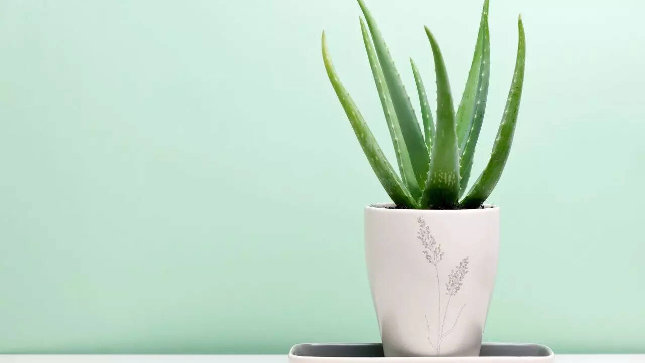 Aloe vera