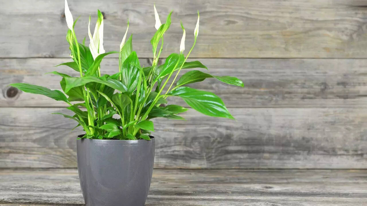 Peace lily
