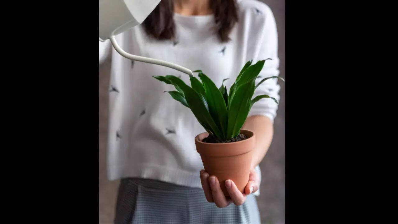 Dracaena