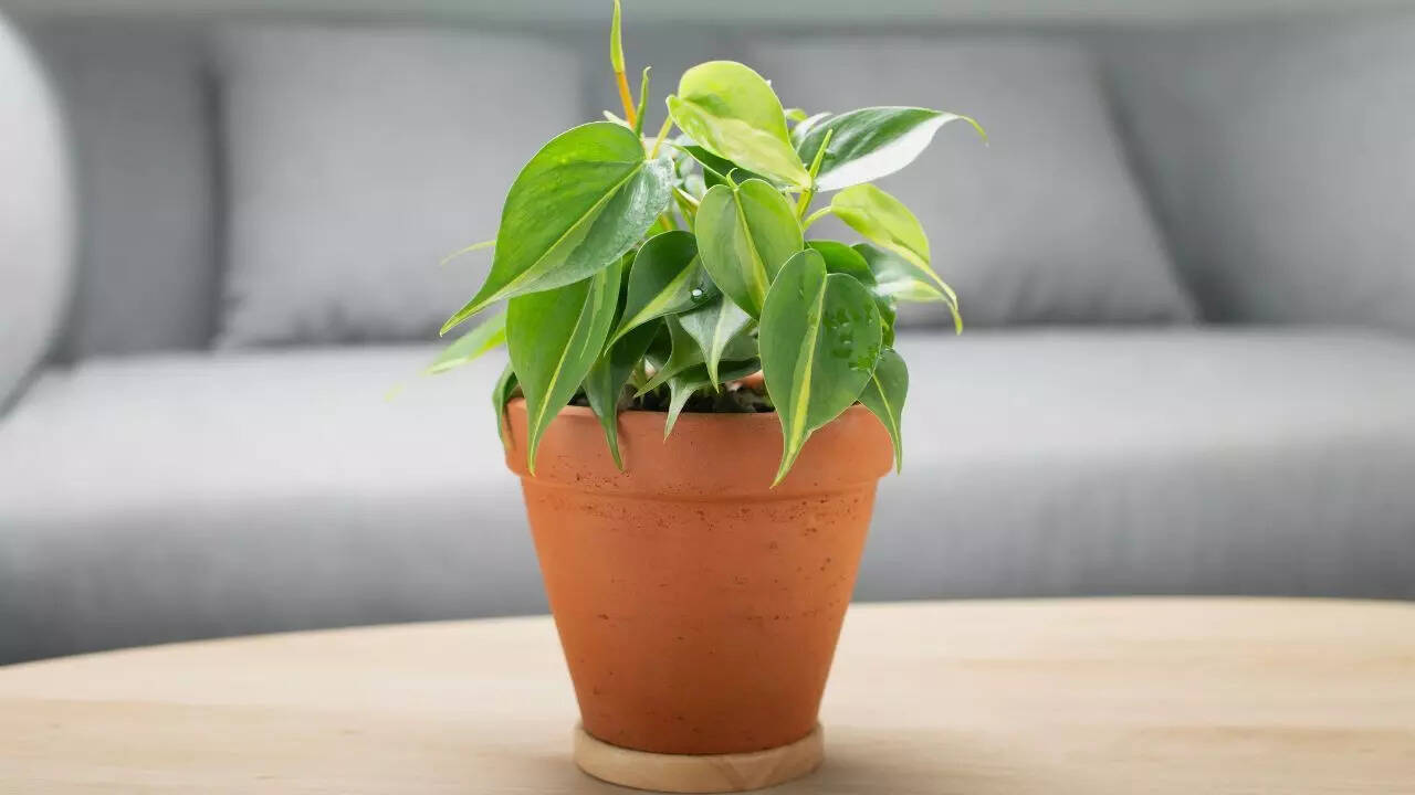 Philodendron