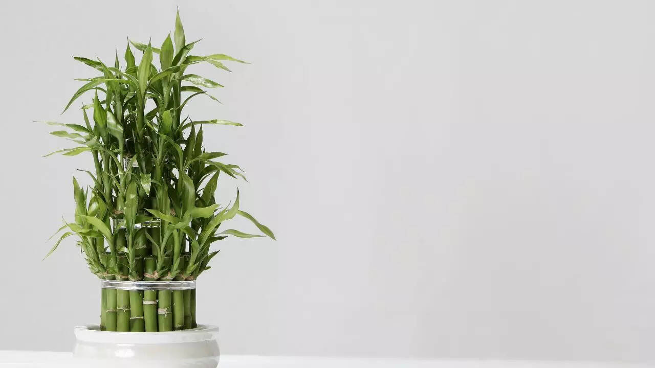 Bamboo palm