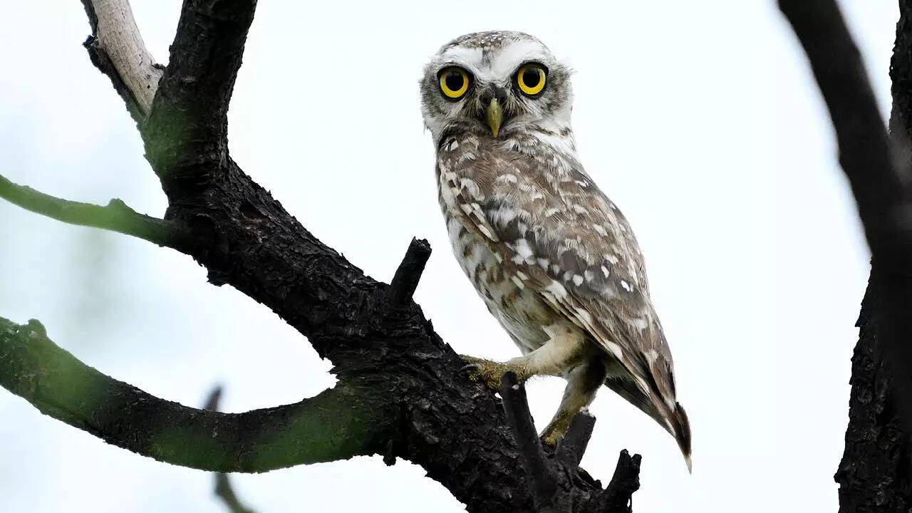 Spotted Owlet