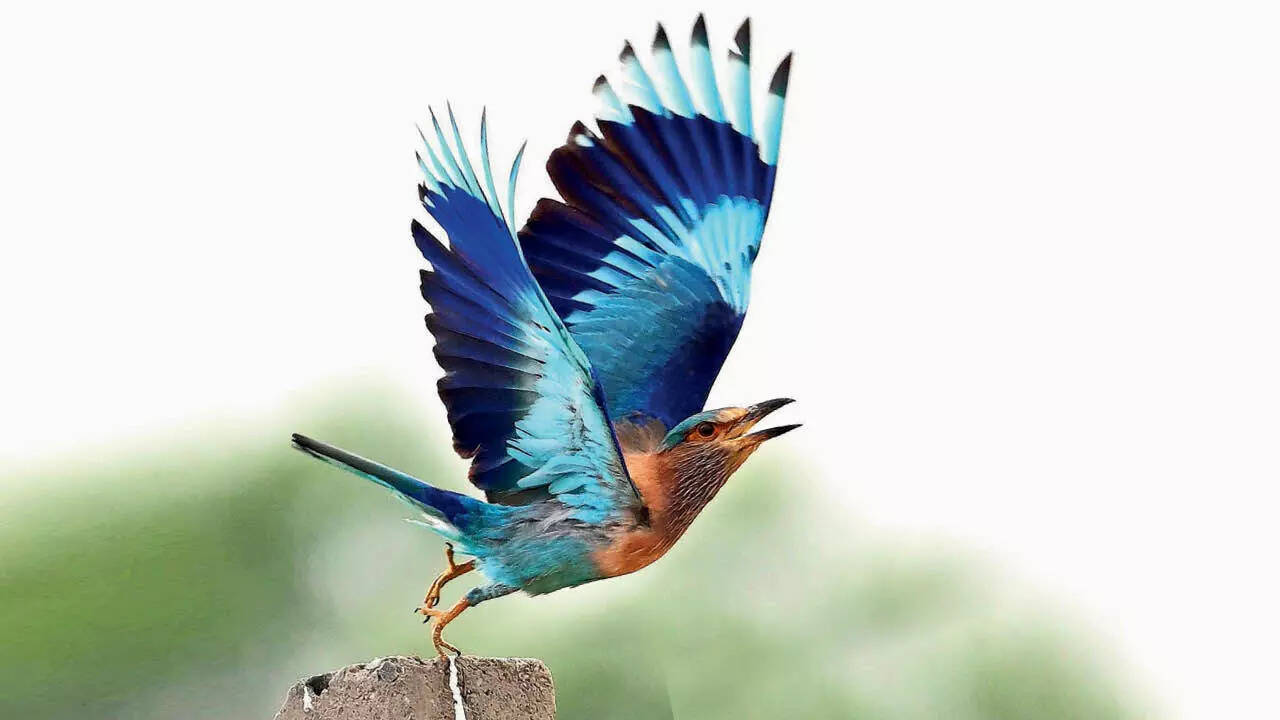 Indian Roller (Pic: Dr Kiranmoy Sarangi)