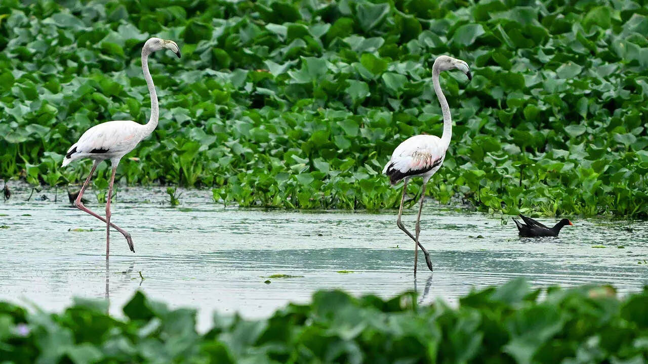 A pair of greater flamingoes